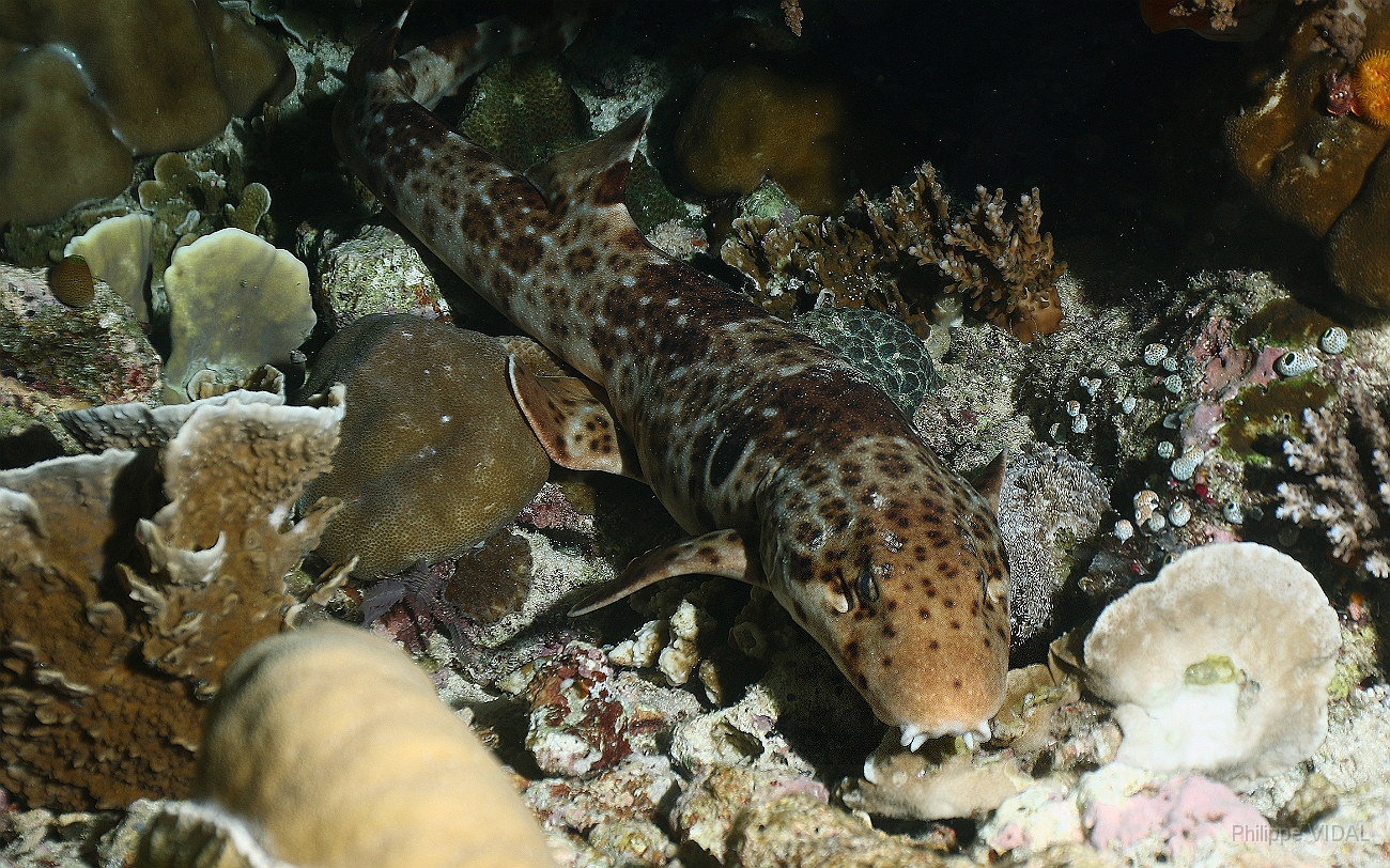 Raja Ampat 2016 - Hemiscyllium freycineti - Raja epaulette shark - Requin marcheur ou chabot - IMG_4707_rc.jpg